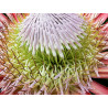 Protea cynaroides 'Verano' - 4 semillas