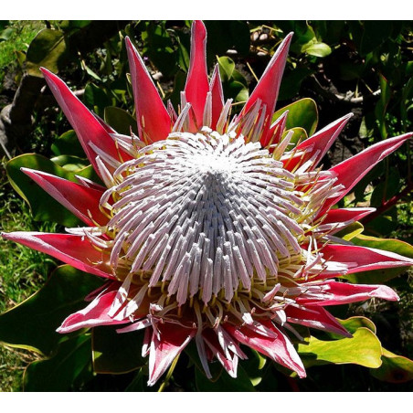 Protea cynaroides 'Invierno' - Sobre 5 semillas