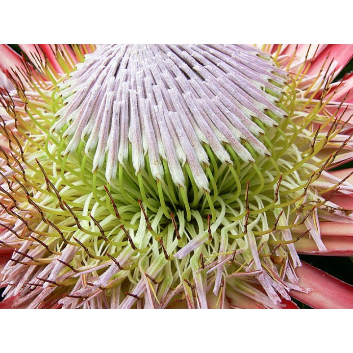 semillas de Protea cynaroides que florece en invierno en sudafrica