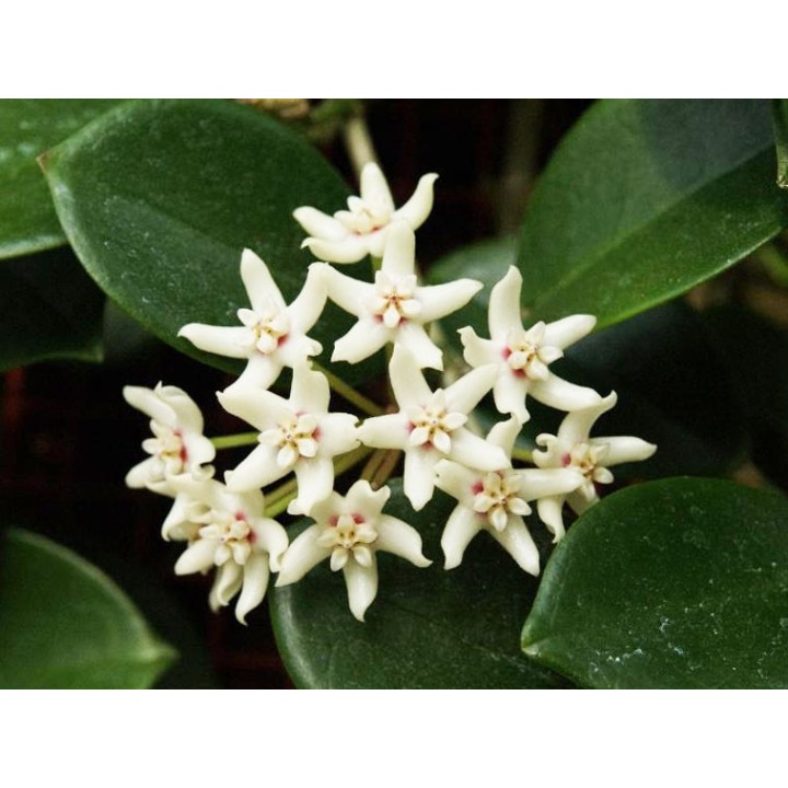 Hoya australis- 1 esqueje en maceta