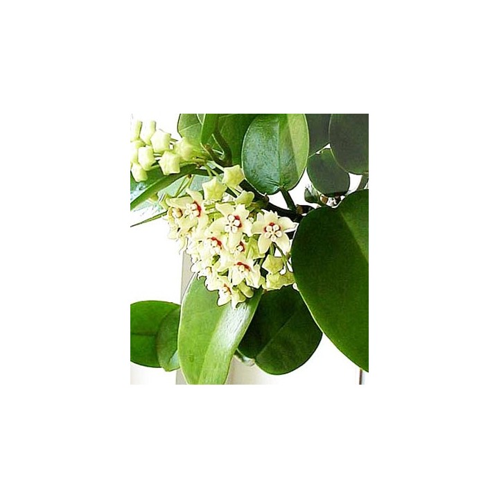 Esqueje de hoya australis austral