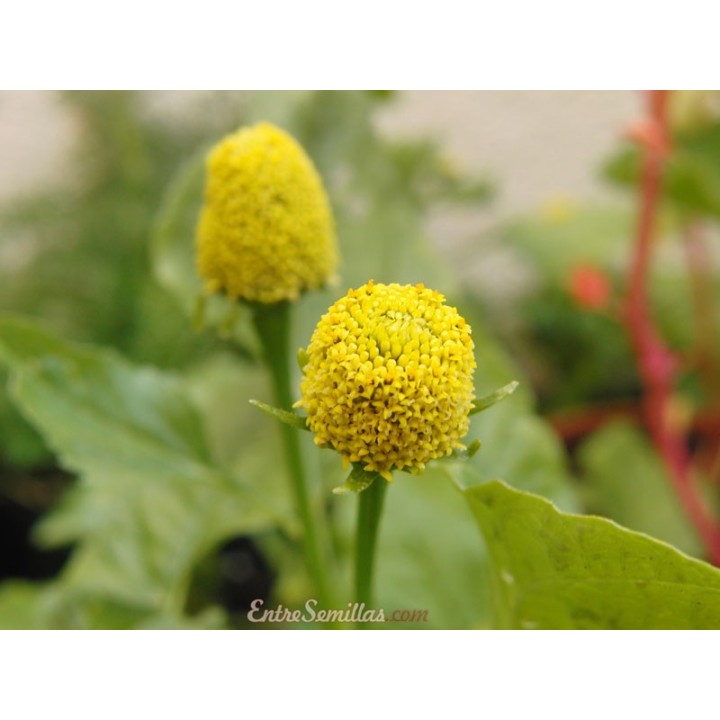 Planta flor eléctrica (Acmella oleracea)