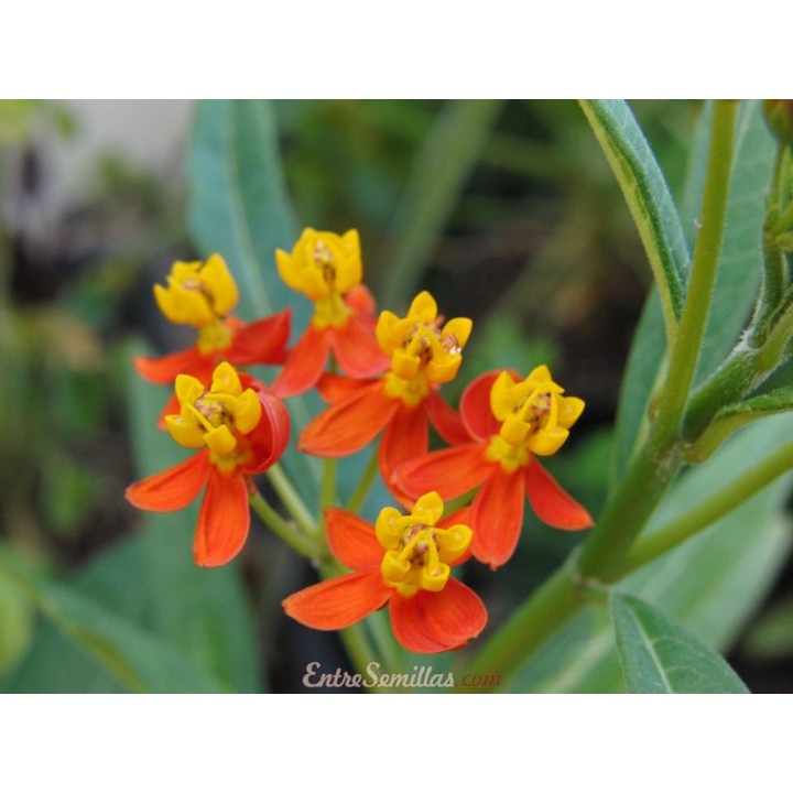 Planta de Asclepias curassavica comprar online