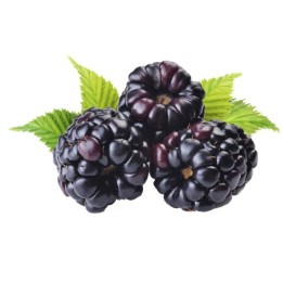semillas de mora zarzamora rubus fructicosum