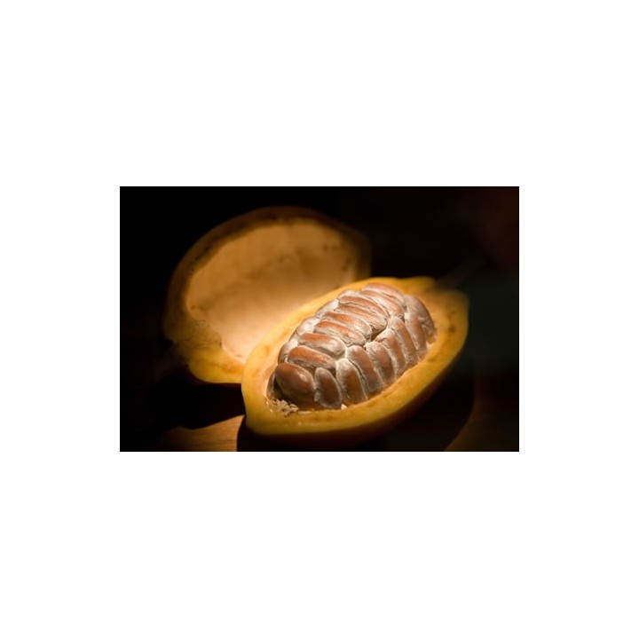 [PREVENTA] Cacao (var. Criollo) - 5 semillas