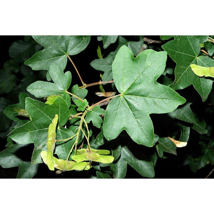 semillas arce campestre acer menor silvestre para sembrar