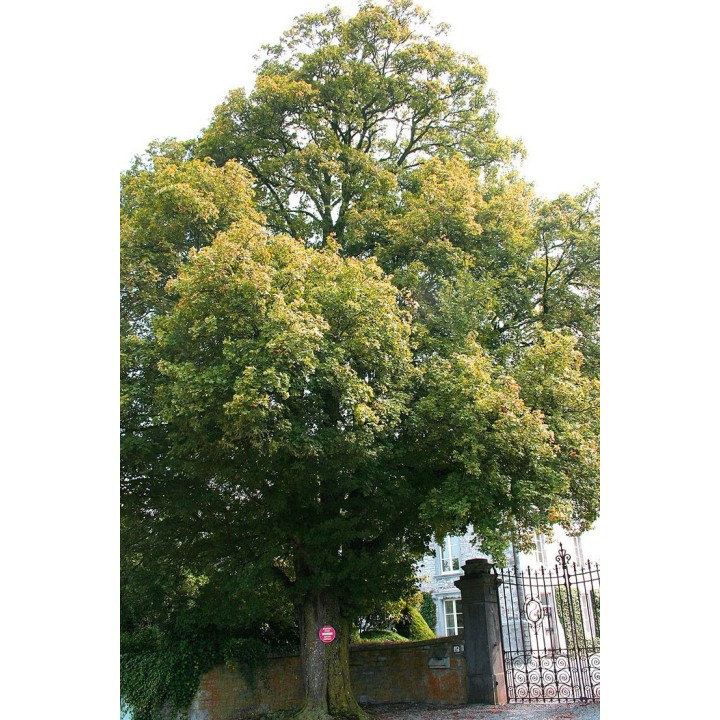 semillas arce campestre acer menor silvestre para sembrar