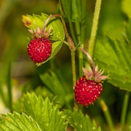 Fresas Alexandría - 50 semillas