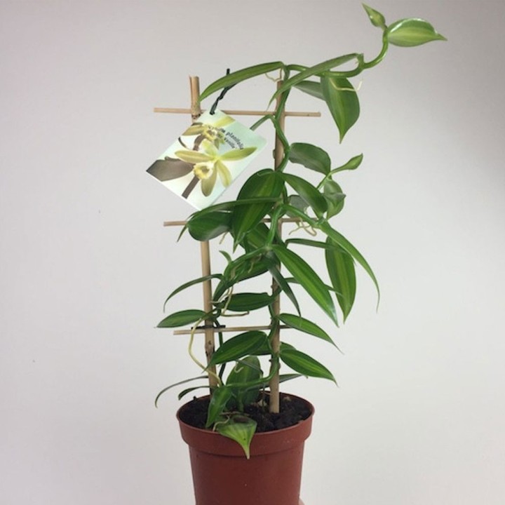 Planta de vainilla, vanilla planifolia, esqueje en maceta, aromática