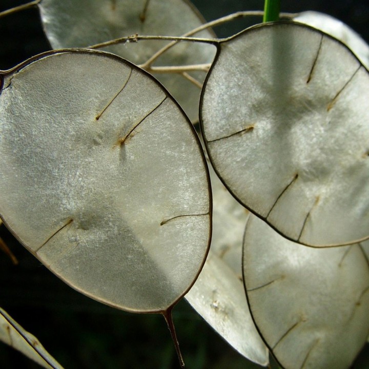 Semillas de lunaria blanca, lunaria annua white, flor luna plata
