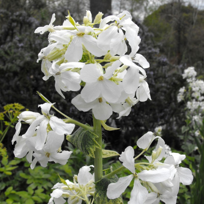 semillas lunaria blanca