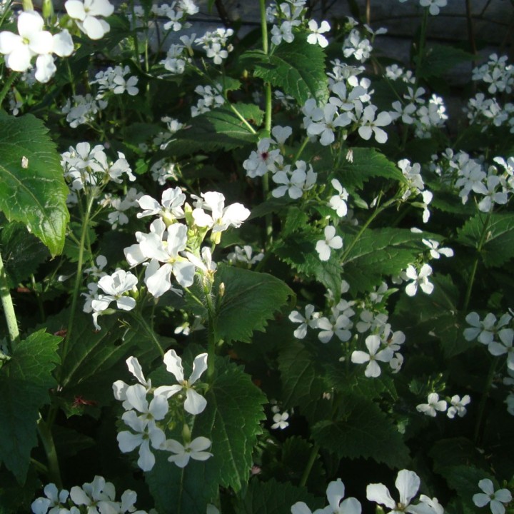Semillas de lunaria blanca, lunaria annua white, flor luna plata
