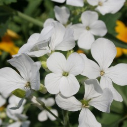 Lunaria / Moneda del Papa, Blanca - 20 semillas