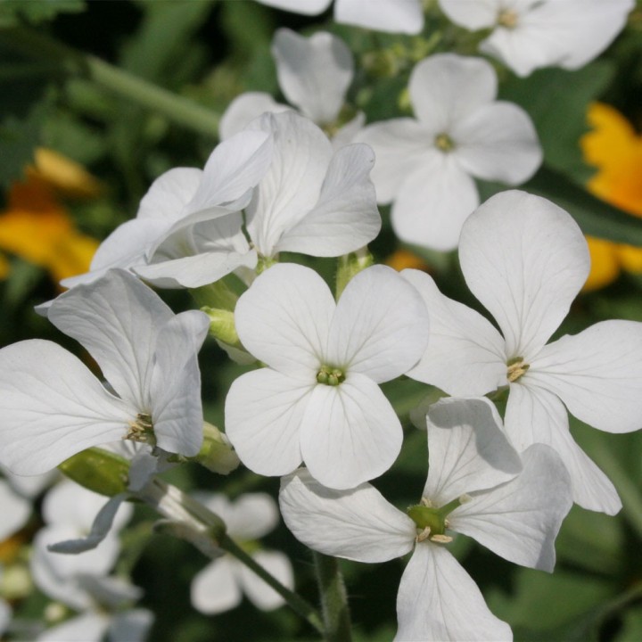 Semillas de lunaria blanca, lunaria annua white, flor luna plata
