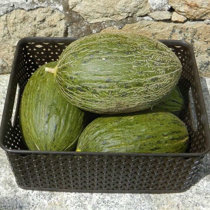 Melón Piel de Sapo | Semillas para sembrar