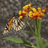 semillas de la planta de la mariposa monarca