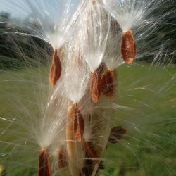 vaina de semillas de asclepias