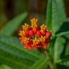 semillas de asclepias curassavica