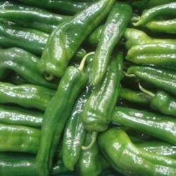 Pimiento Verde Italiano - Semillas