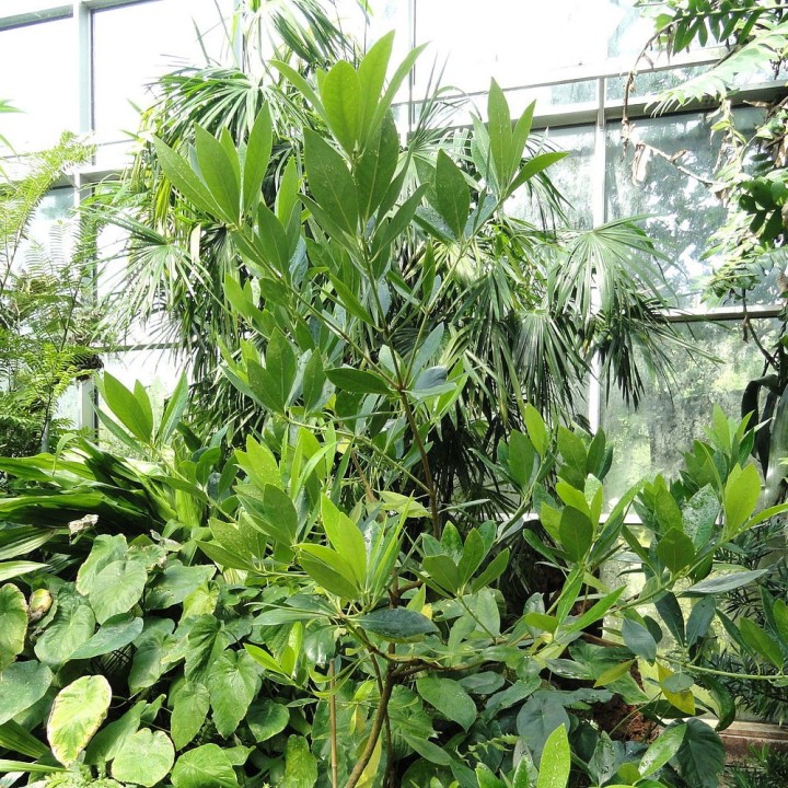 Semillas de Anís estrellado (Illicium verum) para sembrar | EntreSemillas