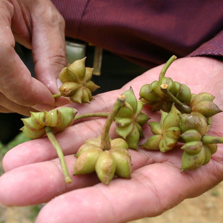 Semillas de Anís estrellado (Illicium verum) para sembrar | EntreSemillas