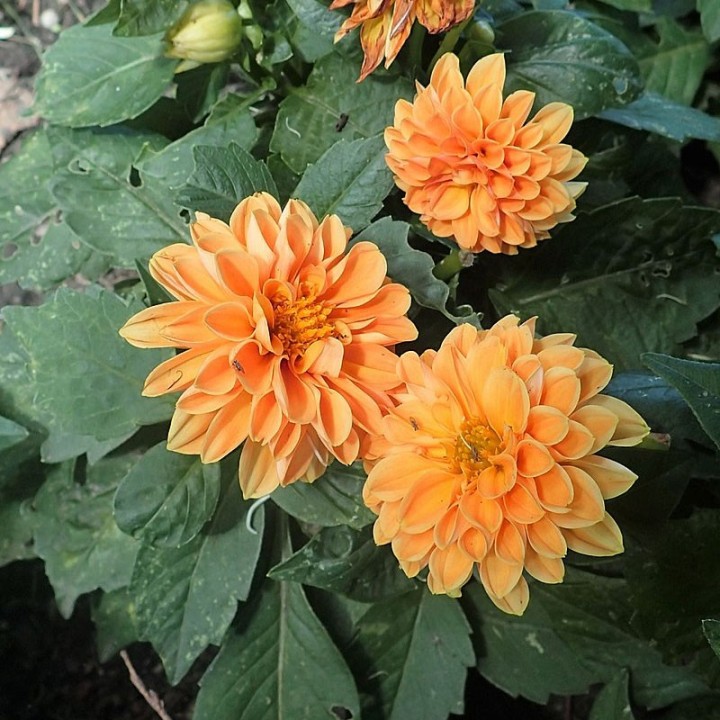 Semillas de Dálias de colores (Dahlia variabilis Figaro) | Tienda de semillas