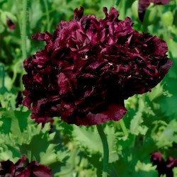 Papaver somniferum Peonia Negra - 500 semillas