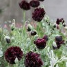 Papaver somniferum Peonia Negra - 500 semillas