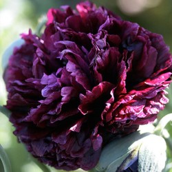 semillas de Papaver somniferum Peonia Negra