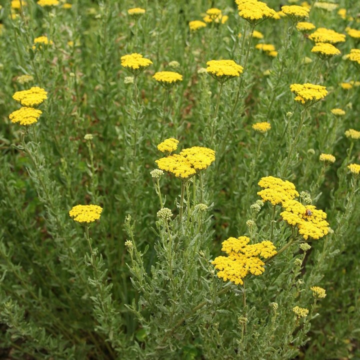 Semillas de Agerato (Achillea ageratum) | Especialistas en semillas