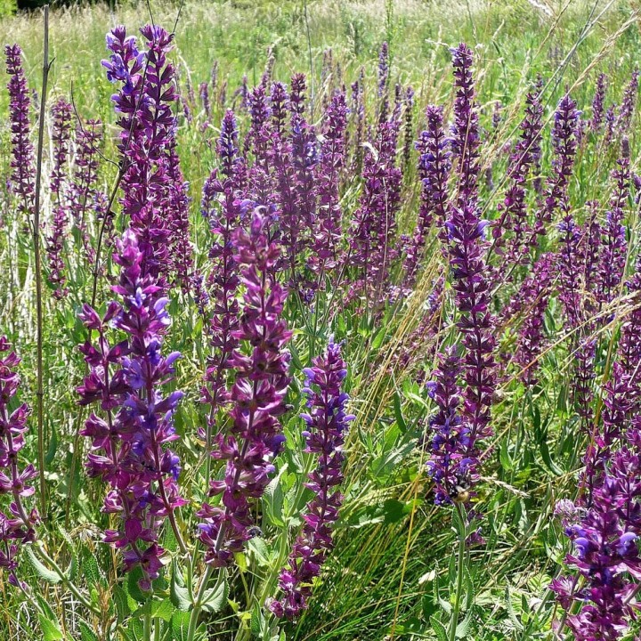 semillas de salvia de los prados