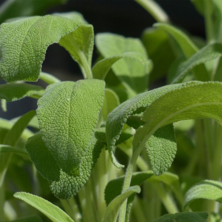 hojas de salvia