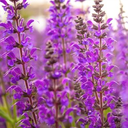 semillas de salvia oficinal