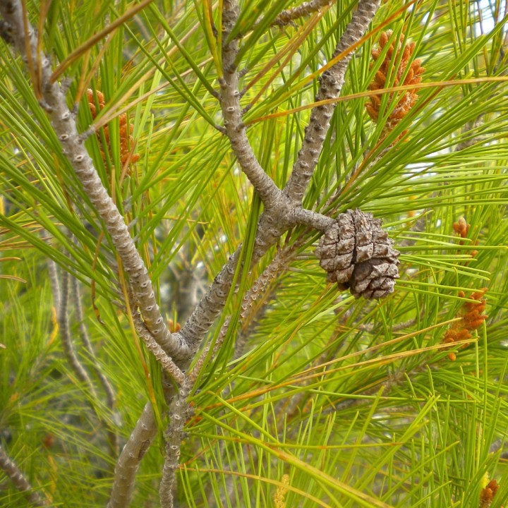Semillas de Pino carrasco (Pinus halepensis) o pino de Alepo