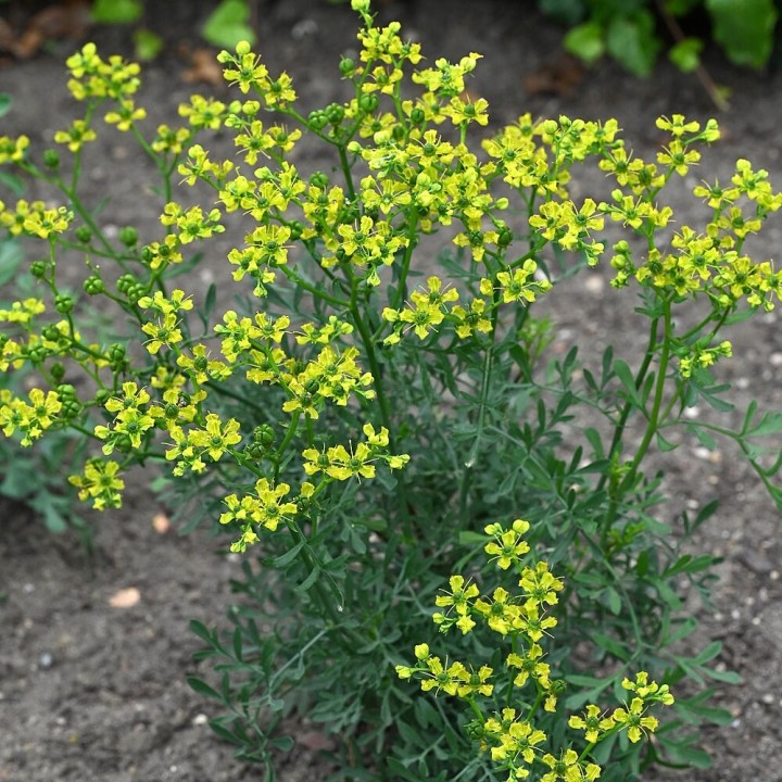 Semillas de Ruda, Ruta graveolens o Ruda hortense