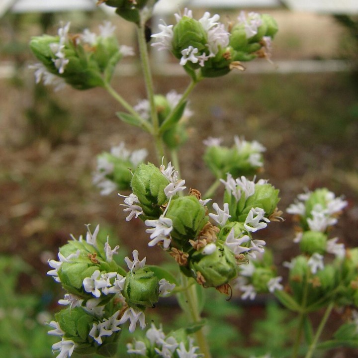 Semillas de Mejorana (Origanum majorana) | Especialistas en semillas