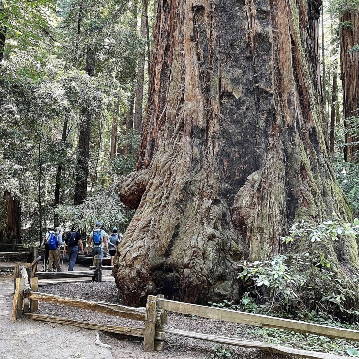 Semillas de Secuoya roja (Sequoia sempervirens) | Tienda de semillas