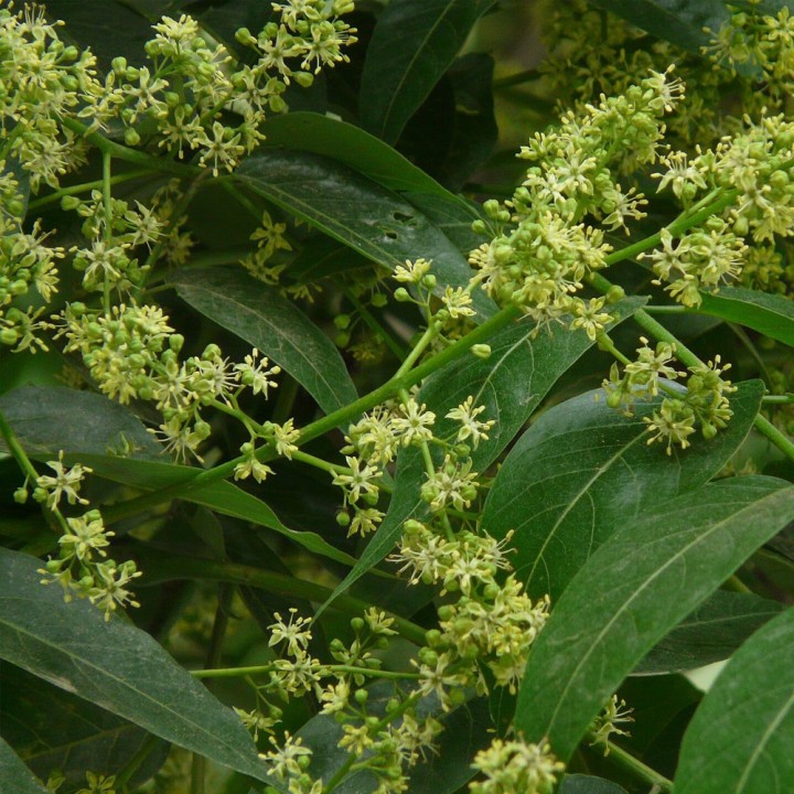 semillas arbol del jabon sapindus mukorossi saponina