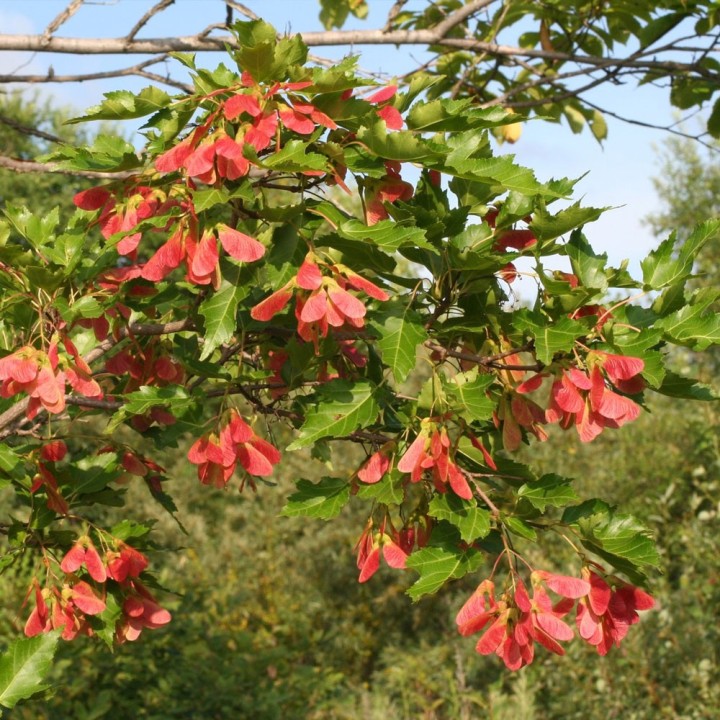 semillas acer ginnala arce del amor manchuria bonsai desde semilla