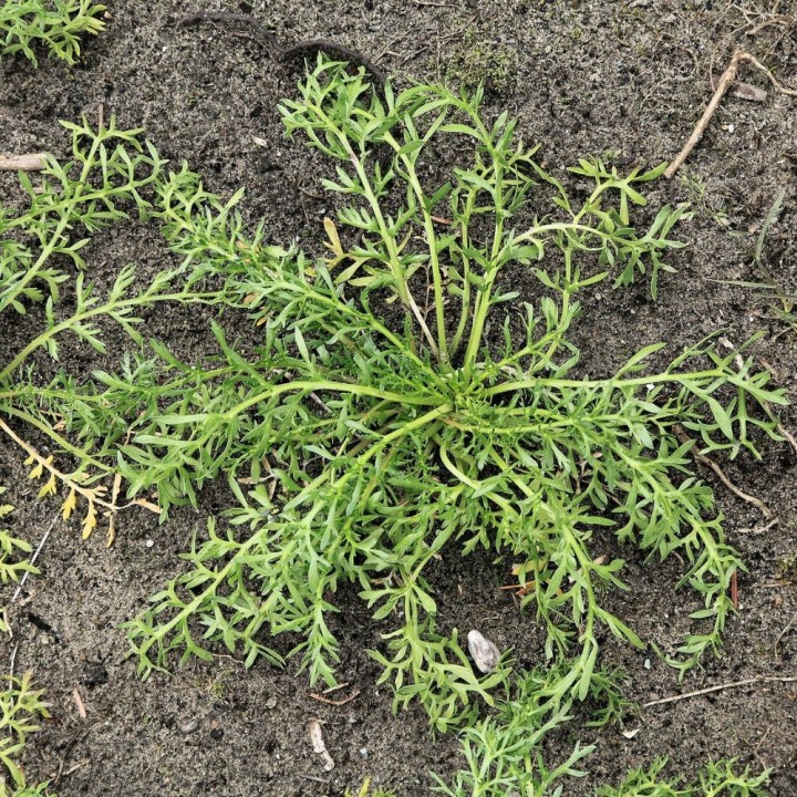 Semillas de Maca (lepidium meyenii) | Maca peruviana de Perú