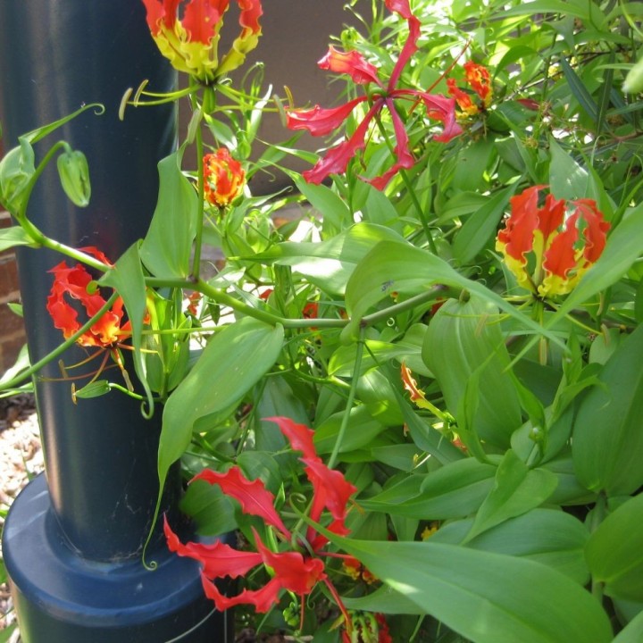 Gloriosa rothschildiana semillas