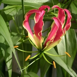 semillas de gloriosa superba