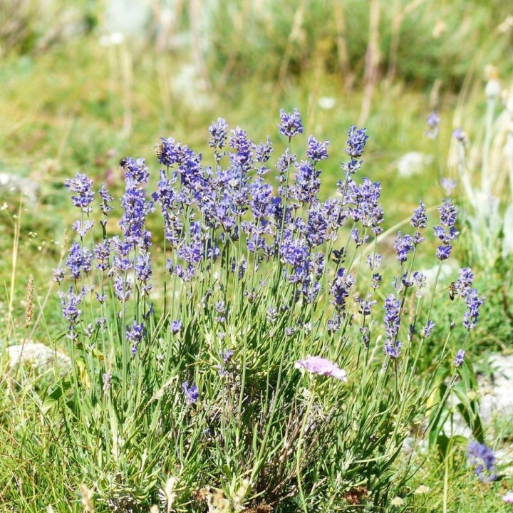 Semillas de Lavanda espliego, Lavandula officinalis angustifolia
