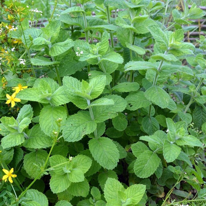 Semillas de melisa Melissa officinalis