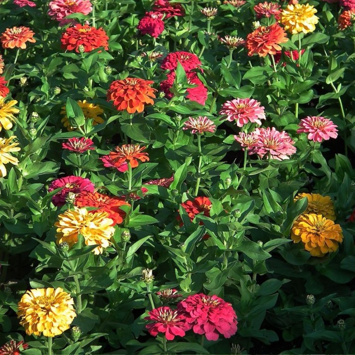 Semillas de Zinnia elegans lilliput mixtas, variadas, flor zinia