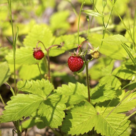 semillas de fresas silvestres rügen