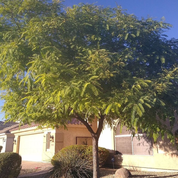 Semillas de Tipuana tipu, arbol de sombra con flores amarillas