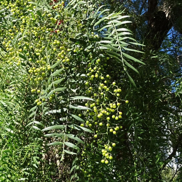 Compra semillas de Schinus molle – Falso pimentero, árbol ornamental y aromático