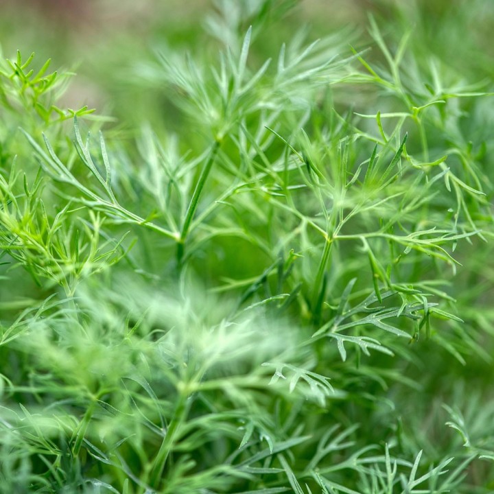 Semillas de Eneldo, anethum graveolens, aneto, dill plantas aromáticas