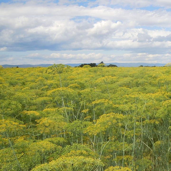 Semillas de Eneldo, anethum graveolens, aneto, dill plantas aromáticas